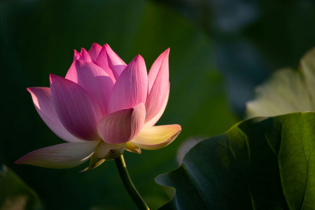 Picture of a lotus flower